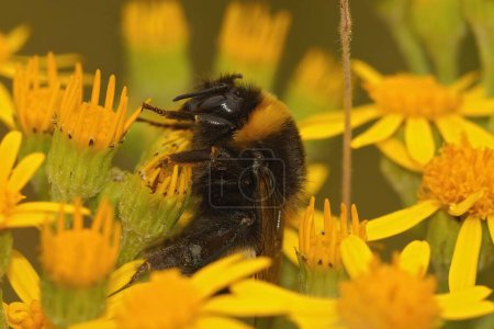 Primer plano natural en un abejorro de cola de buff, Bombus terrestris en una flor amarilla