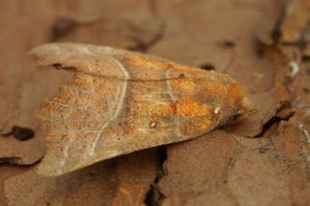 Natürliche Nahaufnahme des Herold Eule Motte, Scoliopteryx libatrix sitzt auf Holz