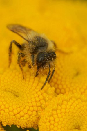 Gros plan naturel sur une abeille minine mâle de 2e génération à pattes jaunes, Andrena flavipes sur une fleur de tanaisie jaune, Tanacetum vulgare