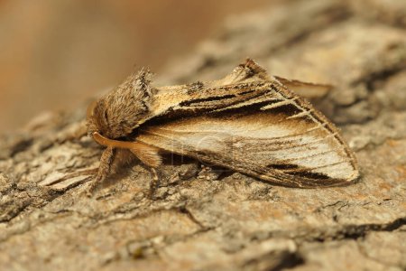 Natural closeup on a Swallow Prominent owlet moth, Pheosia tremula sitting on wood