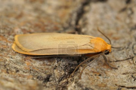 Natural closeup on a the buff footman moth, ilema depressa sitting on wood