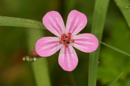 Colorful closeup on the soft pink flower of the squinter-pip , GEranium robertianum