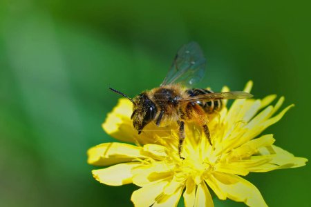Natural closeup of a female yellow-legged mining bee, Andrena flavipes perched on a yellow flower