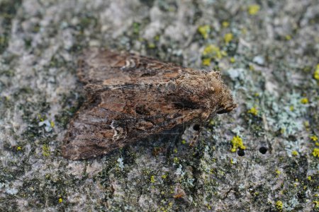 Natural closeup shot of a small clouded brindle moth, Apamea unanimis on a tree trunk with bark texture background