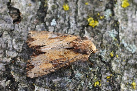 Natural closeup on a pale colored Clouded Bordered Brindle, Apamea crenata sitting on a piece of bark