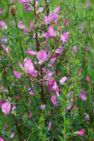 Primer plano vertical natural sobre una carretilla de renacimiento europea común de floración rosa, Ononis repens