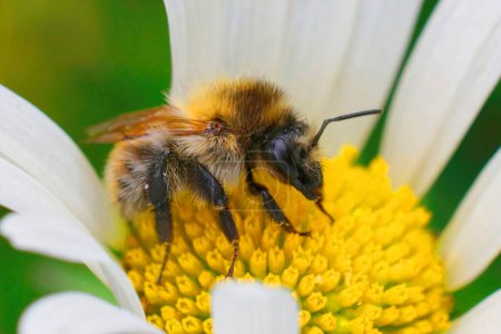 Colorful closeup on a brown-banded bumblebee , Bombus pascuorum on a yellow flower