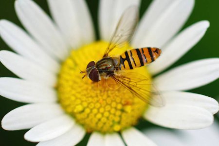 Natural Closeup on a marmelade hoverfly, Episyprhus balteatus in a bright white flower
