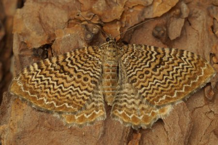 Gros plan naturel sur la teigne européenne colorée du pétoncle, Hydria undulata aux ailes déployées