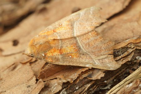 Natural closeup on the herald owlet moth, Scoliopteryx libatrix sitting on wood