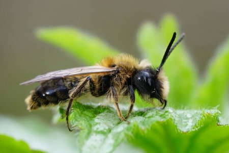 Natural closeup on a male Large sallow mining bee, Andrena apicata sitting on a green leaf