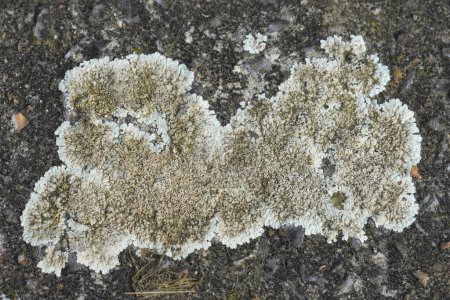Natürliche Nahaufnahme einer weißen Flechtenart, die auf Stein wächst, Lecanora muralis