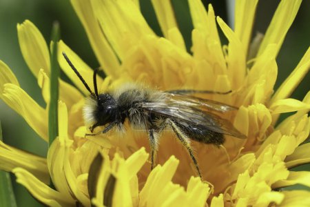 Colorful closeup on a male Nycthemeral mining bee, Andrena nychtemera in a yellow dandelion flower