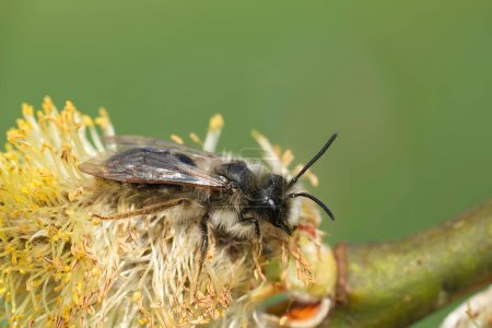 Primer plano detallado natural de una abeja minera macho respaldada por Grey, Andrena vaga en un colibrí amarillo cargado de polen