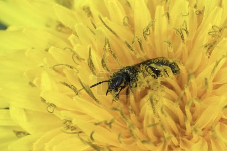Natural closeup on a small female furrow bee, Lasioglossum in a yellow dandelion flower