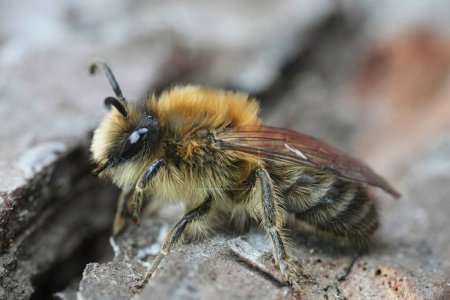 Gros plan détaillé sur un mâle poilu de l'abeille Cellophane précoce, Colletes cunicularius assis sur du bois