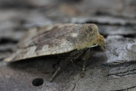Detailed closeup on the Red-headed Chestnut owlet moth, Conistra erythrocephala sitting on wood