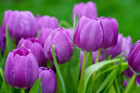 Gros plan coloré naturel sur un groupe de tulipes violettes, fleurs de tulipes sur un fond vert