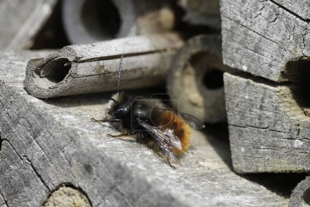 Detailed closeup on a male European horned mason orchard bee, Osmia cornuta, sunbathing at the bee-hotel