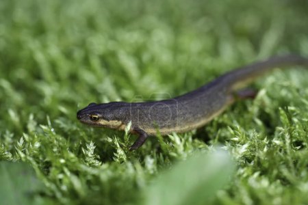 Detailed closeup on a female smooth newt, Lissotriton vulgaris, sitting on green moss