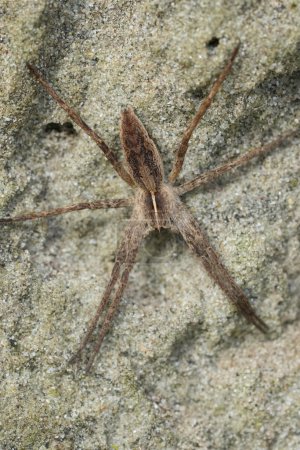 Gros plan vertical détaillé sur une araignée en toile de pépinière, Pisaura mirabilis