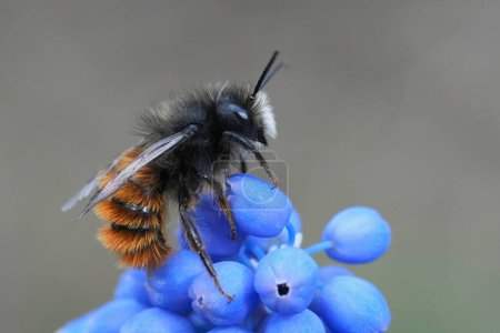 Gros plan vertical coloré naturel sur un mâle européen cornu abeille maçon, Osmia cornuta assis sur un fower de jacinthe de raisin bleu