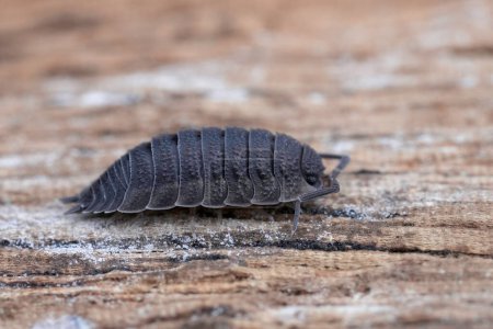 Detailed closeup on a rough woodlouse, Porcellio scaber sitting on wood