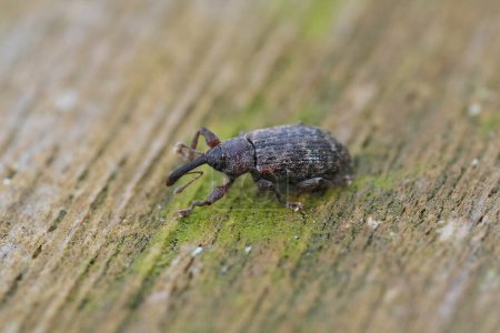 Detailed closeup on a tiny weevil , the snout master, Dorytomus longimanus sitting on wood