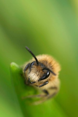 Primeros planos detallados sobre un lindo macho abeja celofán temprana,, Colletes cunicularius, haning en la vegetación verde