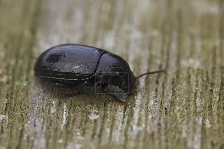 Detailed closeup on a Nalassus laevioctostriatus beetle, Tenebrionidae , an inhabitant of established deciduous woodland