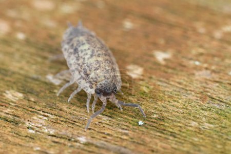 Detailed closeup on an unusually pale colored rough woodlouse, Porcellio scaber sitting on wood