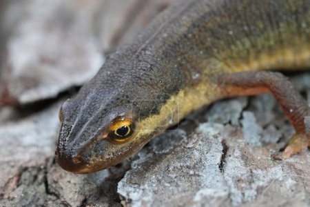Detailed closeup on a female smooth newt, Lissotriton vulgaris, sitting on wood