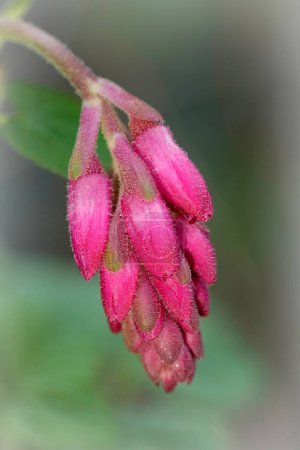 Primer plano vertical sobre las flores rosadas sin abrir de la colorida grosella roja, arbusto de Ribes sanguineum en el jardín