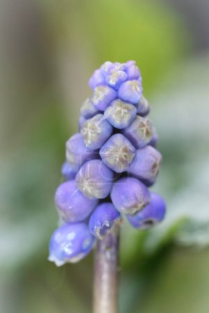 Vertikale Nahaufnahme auf den ungeöffneten blauen Blüten der Traubenhyazinthe Muscari botryoides