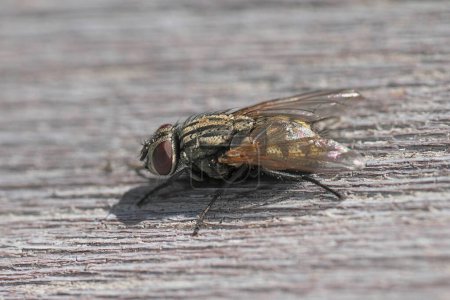 Natural Closeup on a European Musca autumnalis fly , which is a pest of cattle and horses and can pass eyeworm disease, Thelazia rhodesi