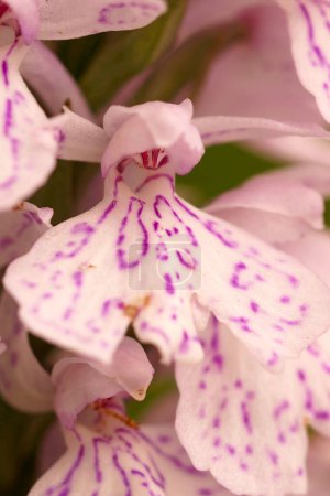 Natural extreme closeup on a flower of the Common Spotted Orchid, Dactylorhiza fuchsii