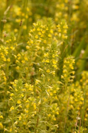 Natural closeup on the yellow Bartsia or glandweed, Parentucellia viscosa in the field