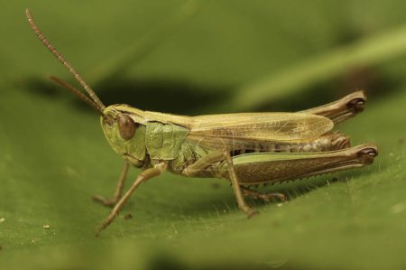 Detailed closeup on the Common meadow grasshopper, Chorthippus parallelus, sitting on a green leaf
