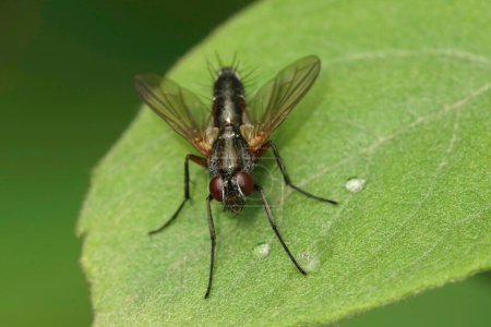 Natural closeup on a red and black Tachinid fly, Mintho rufiventris in the garden
