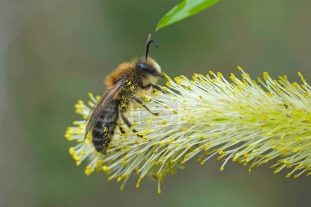 Natürliche Nahaufnahme einer niedlichen männlichen frühen Zellophanbiene, Colletes cunicularius, auf einem Salix-Kätzchen mit gelben Pollen