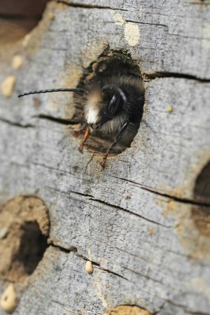 Detailed closeup on a male European horned mason bee, Osmia cornuta , peaking out of his nest