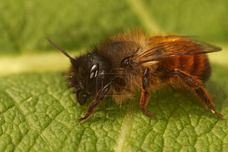Natural closeup on a female red mason bee, Osmia rufa sitting on a green leaf