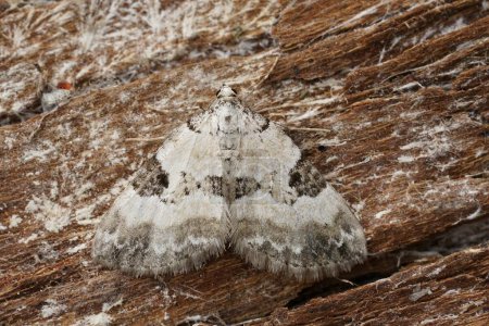 Detailed closeup on the white Pretty Pinion moth,Perizoma blandiata, sitting on wood