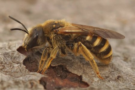 Natural closeup on a female Great banded furrow bee, Halictus scabiosae posing on a piece of wood