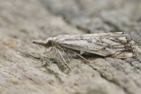 Natural closeup on a small crambid moth,  Closeup shot of the Catoptria falsella sitting on wood