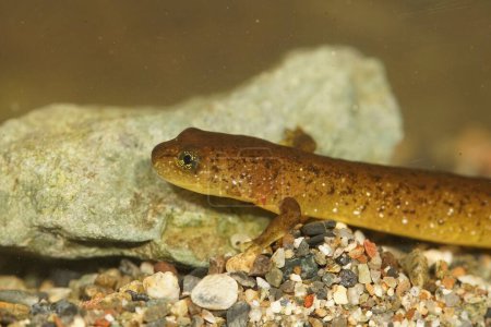 Detaillierte Nahaufnahme eines gefährdeten Columbia-Torrent-Salamanders Rhyacotriton kezeri unter Wasser