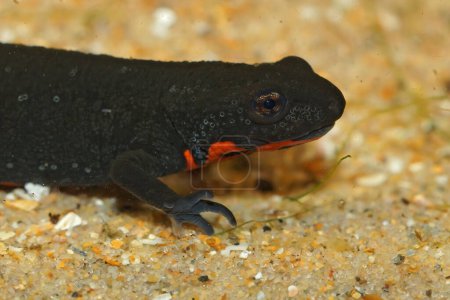 Detailed closeup on the had of an aquatic Chinese fire-bellied newt, Cynops orientalis