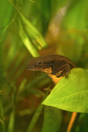 Detailed closeup on an the endangered aquatic Japanese Riu-Kiu sword-tailed newt, Cynops ensicauda in an aquarium