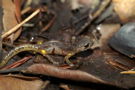 Primer plano natural en un gris interior California Ensatina eschscholtzii salamandra en el suelo del bosque