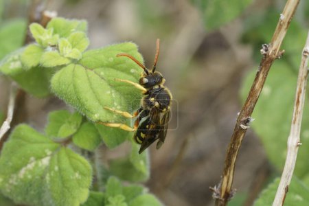 Natural closeup on a large yellow Nomad solitary cuckoo bee, Nomada sexfasciata in green vegetation